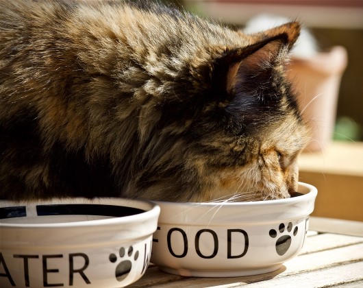 Les aliments toxiques pour les chats
