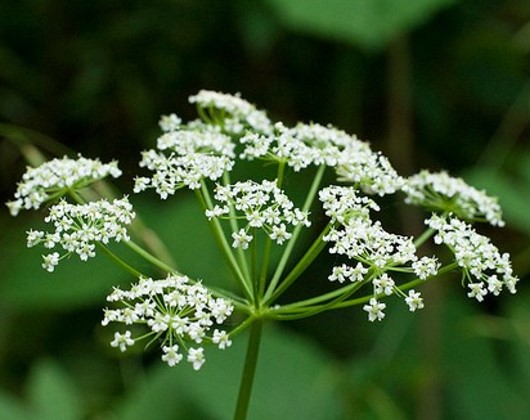 La Grande Ciguë et Empoisonnement