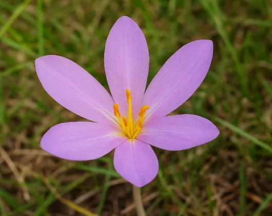 Colchique d’automne : une jolie fleur... mais un poison mortel