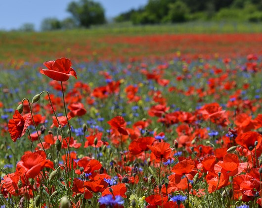 Coquelicot : Dangers pour l'homme et l'animal | Toxicité du Papaver rhoeas