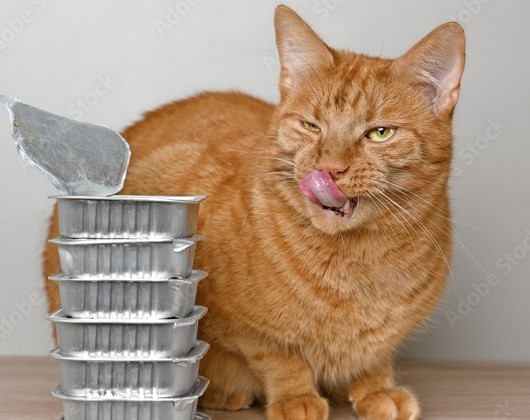 Danger de l'aluminium pour le chat | Intoxication et risques chez le chat