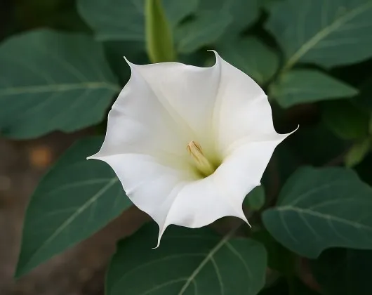 Datura, la trompette des anges - Une fleur hallucinogène et mortelle