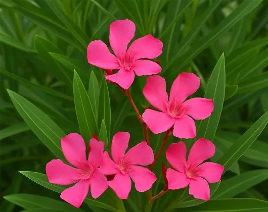 Laurier-rose : beau… et morteL