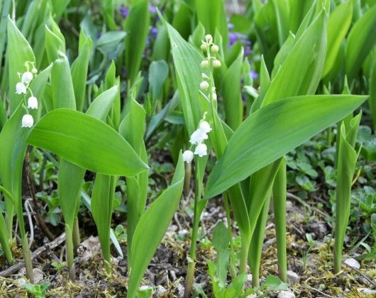 Toxicité du muguet chez l'enfant et l'animal (chien et chat)