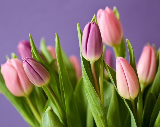 La tulipe, une fleur toxique